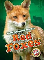 Red Foxes