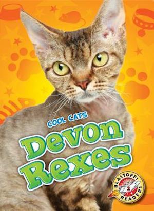 Devon Rexes