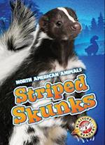 Striped Skunks