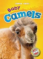 Baby Camels