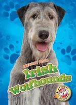 Irish Wolfhounds Irish Wolfhounds