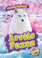 Arctic Foxes