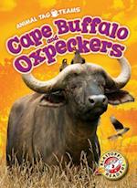 Cape Buffalo and Oxpeckers