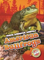 American Bullfrogs