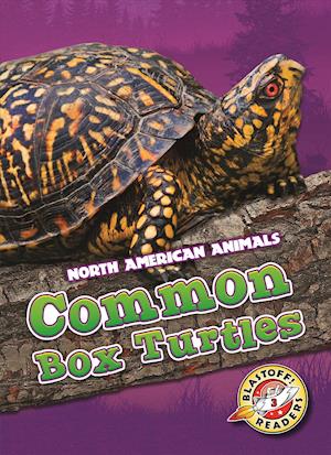 Common Box Turtles