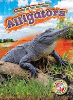 Alligators