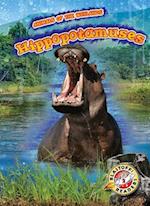 Hippopotamuses