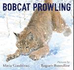 Bobcat Prowling