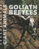 Goliath Beetles