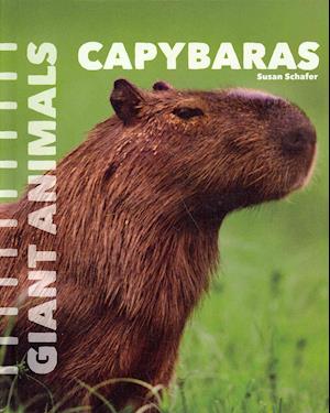 Capybaras