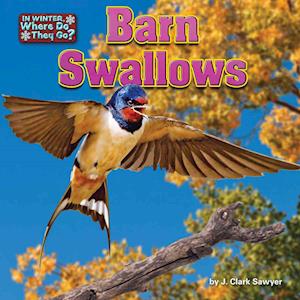 Barn Swallows