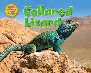 Collared Lizard