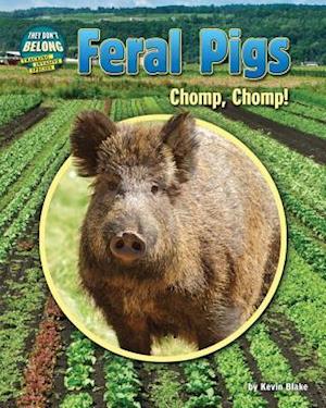 Feral Pigs