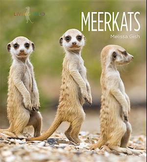 Meerkats