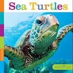 Sea Turtles