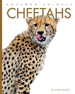 Cheetahs