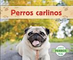 Perros Carlinos (Pugs) (Spanish Version)