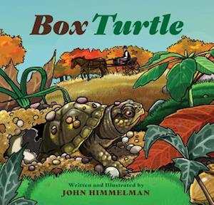 Box Turtle