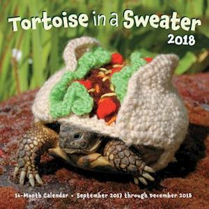 Tortoise in a Sweater 2018