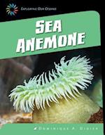 Sea Anemone