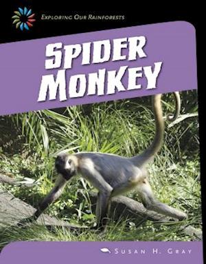 Spider Monkey