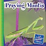 Praying Mantis