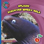Discover Moray Eels