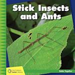 Stick Insects and Ants