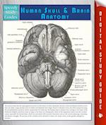 Human Skull And Brain Anatomy (Speedy Study Guide)