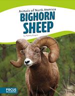 Animals of North America: Bighorn Sheep
