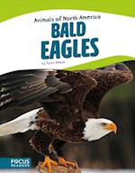 Animals of North America: Bald Eagles