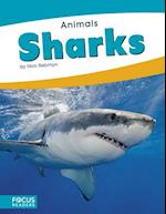 Animals: Sharks