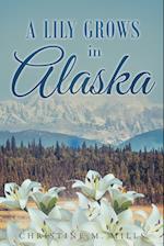 A Lily Grows in Alaska