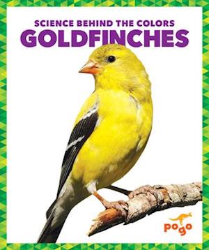 Goldfinches