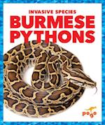 Burmese Pythons