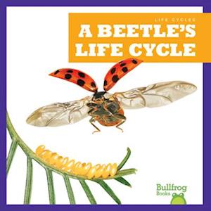 A Beetle's Life Cycle