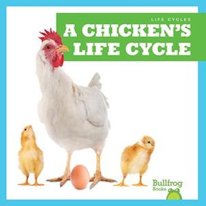 A Chicken's Life Cycle