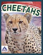 Cheetahs