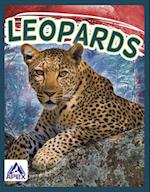 Leopards