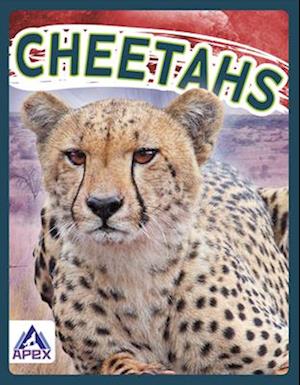 Wild Cats: Cheetahs