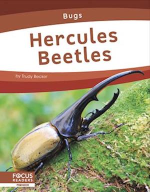 Hercules Beetles