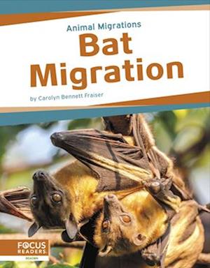 Bat Migration