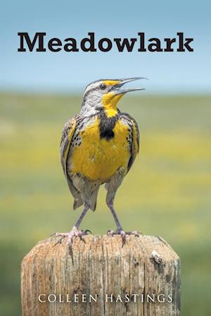 Meadowlark