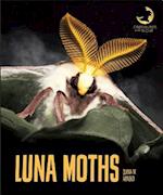 Luna Moths