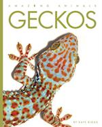 Geckos