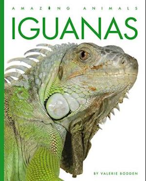 Iguanas