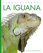 La Iguana