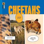 Cheetahs