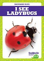 I See Ladybugs