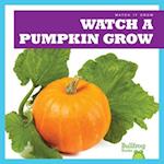 Watch a Pumpkin Grow